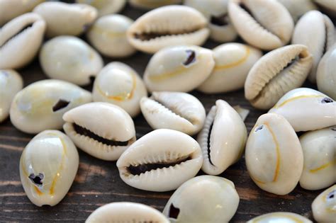  The King's Cowry Shell: A Glimpse into South African Folklore and Moral Complexity!