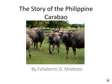 “The Origin of the Carabao” – Một Truyện Cổ Tích Philippines Về Sự Hy sinh Và Niềm Tin!