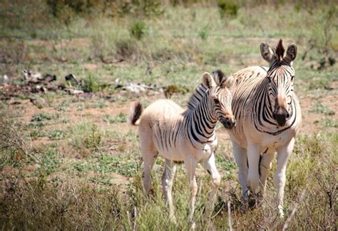  The Quagga and the Tortoise! Một Câu Chuyện Dân Gian Nam Phi Về Sự Kiên Nhẫn Và Tình Bạn Thật Lòng