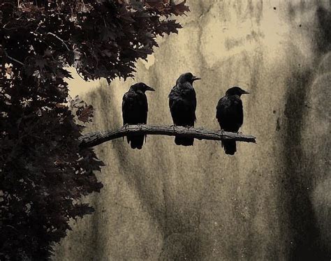  The Three Ravens - Một câu chuyện cổ tích Anh đầy bí ẩn về số phận và sự báo thù!